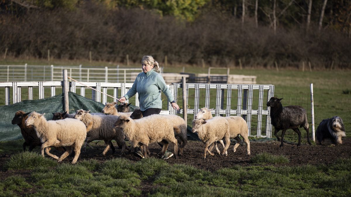 Foto: Ovce, psi a český podzim, o této soutěži jste možná ještě neslyšeli
